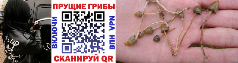 Галлюциногенные грибы Cubensis  Купить  Макаров 